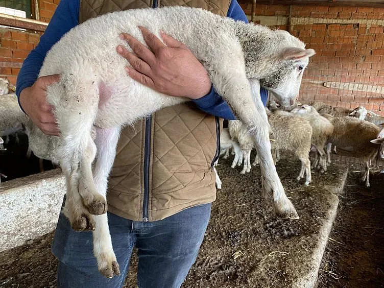 Kuzu 5 ayaklı doğdu: Görenler gözlerine inanamadı!