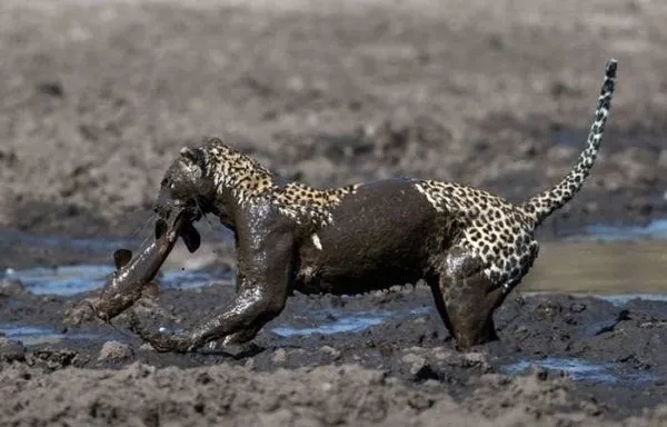 Leoparın avı!