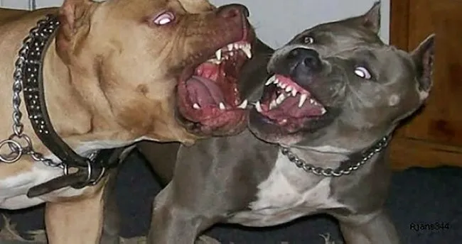 antalya pitbull ihbarinda liste basi son dakika haberler