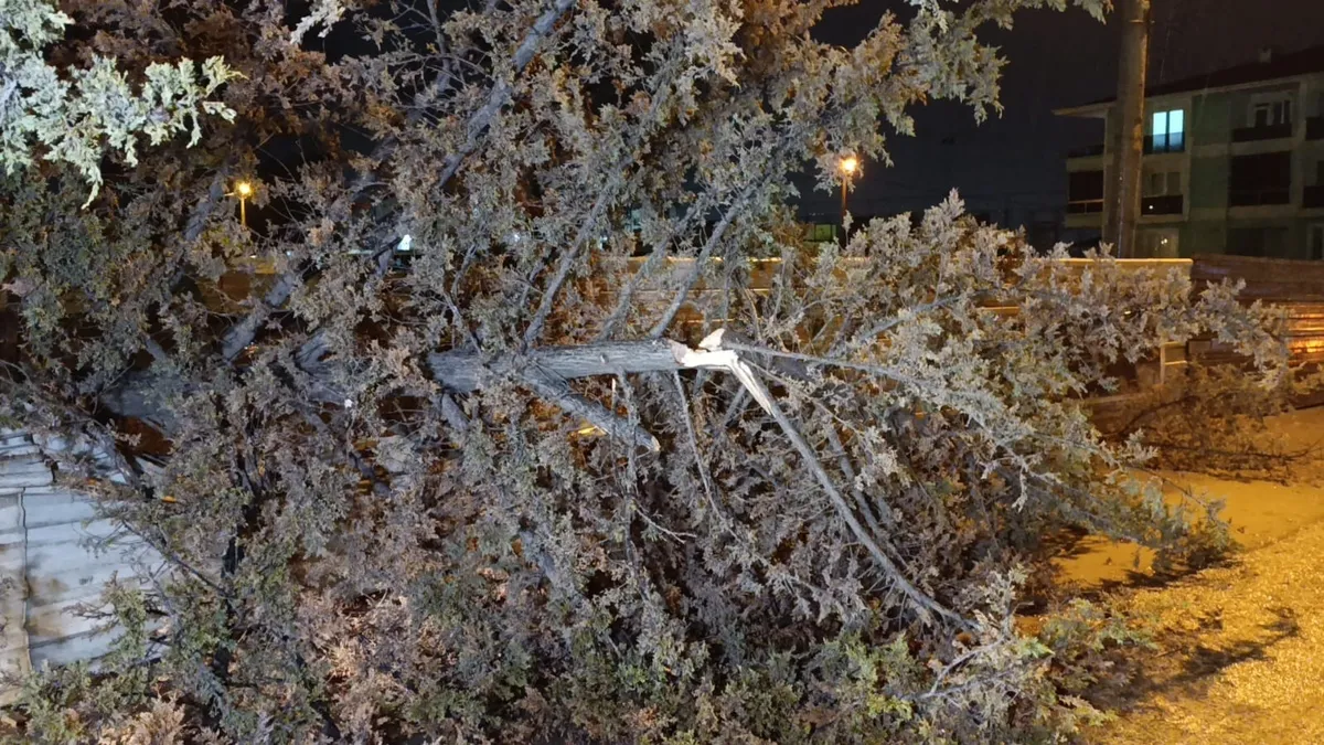 Bursa’da kuvvetli rüzgar paniği: Ağaç devrildi! Bursa’da kuvvetli rüzgar paniği: Ağaç devrildi!