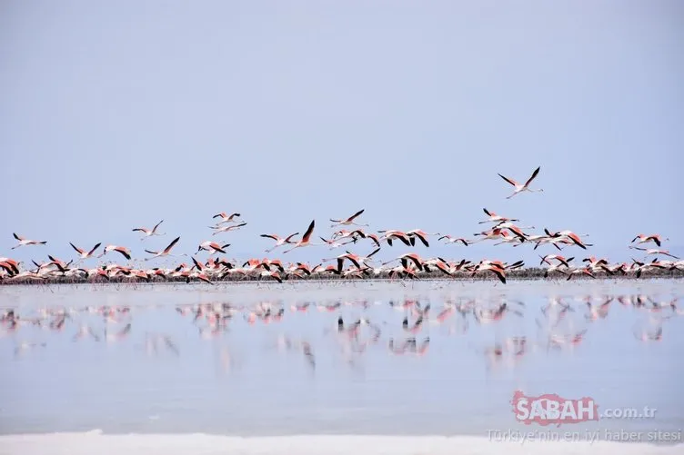 Tuz Gölü’nde 20 yavru flamingo ölü bulundu