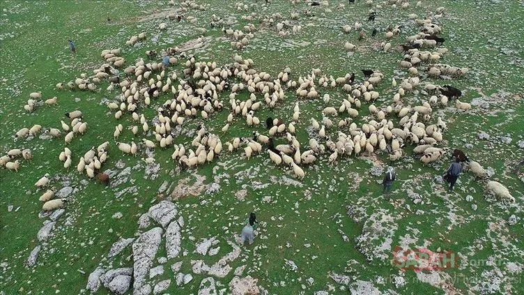 5 bin lira maaşla çoban bulamıyorlar