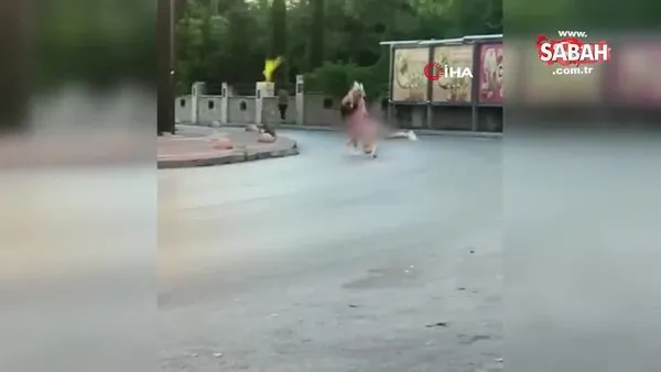 İki kadının cadde ortasında saç başa kavgası kamerada | Video