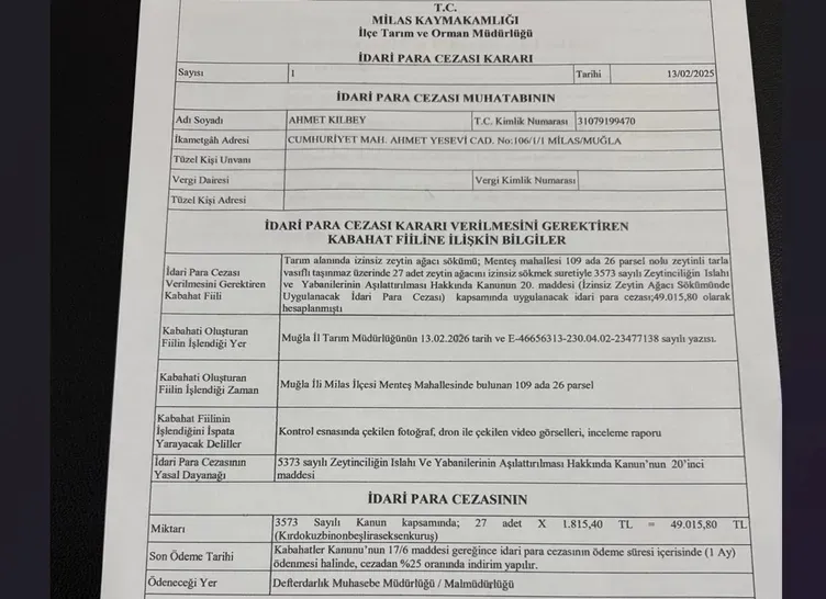 SABAH ortaya çıkarmıştı! Zeytin ağacı katliamında şok görüntüler: İş makinesiyle...