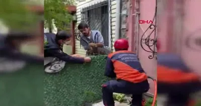 İstanbul Başakşehir’de demir korkuluklara saplanan kedinin kurtarılma anı kamerada