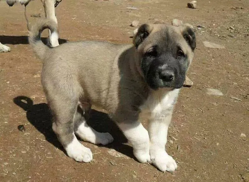 kangal yavrulari altin degerinde sayfa 6 son dakika haberler