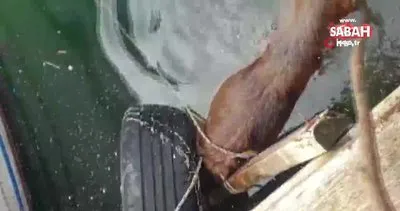 İstanbul Küçükçekmece’de vahşet! Sokak köpeği ipe bağlanıp göle atılarak öldürüldü | Video