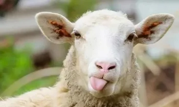 Kurban Bayramı ne zaman, hangi güne denk geliyor? 2022 Diyanet bayram açıklaması ile Kurban Bayramı’na kaç gün kaldı, ne zaman başlıyor?