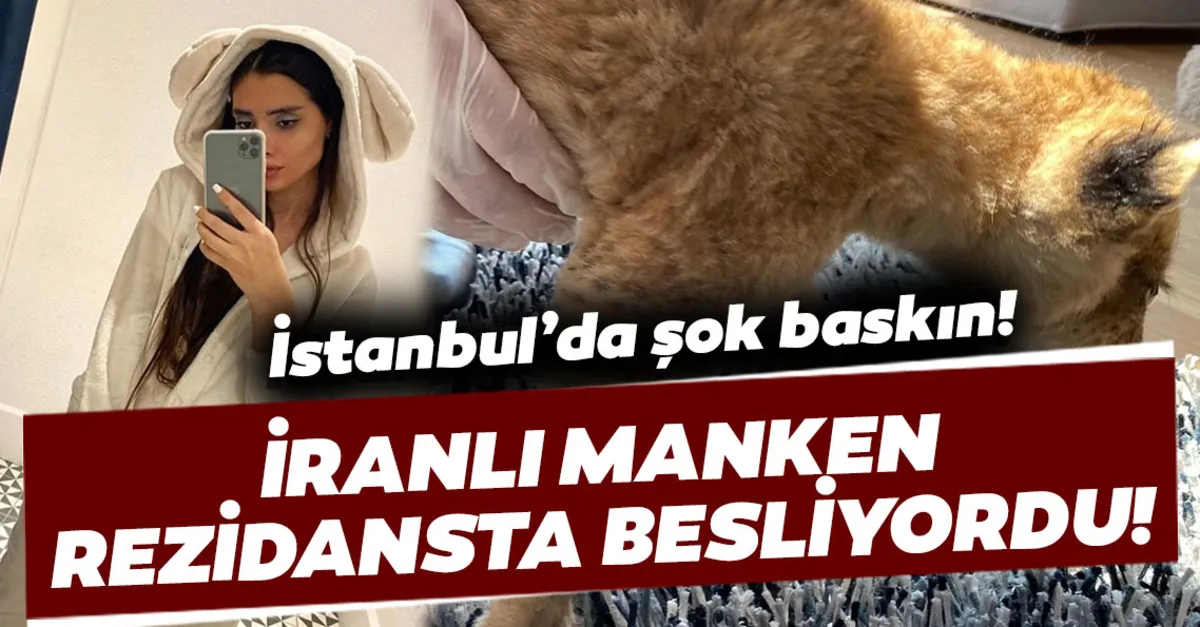 evinde yavru aslan ve piton besleyen