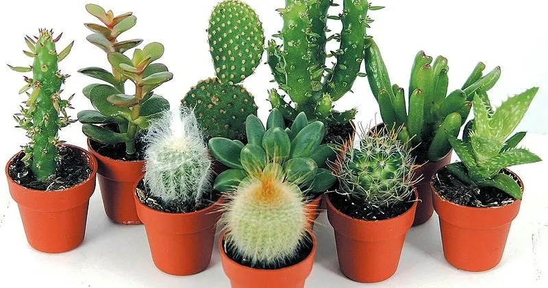 kaktus bakimi nasil yapilir ne zaman