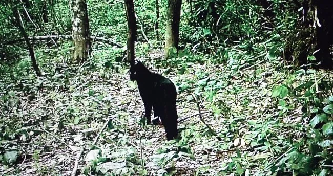 Küre Dağları’nda siyah yaban kedisi görüntülendi