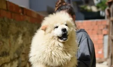 Çin Aslanı köpeği karakter ve fiziksel özellikleri, eğitimi ve bakımı - Yavru çov çov çin aslanı köpeği nasıl bakılır, tüy döker mi?