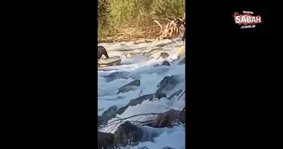 Sular yükselince nehrin ortasında mahsur kaldı | Video