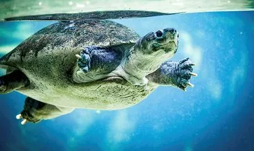 Eti, kemiği ve kabuğu için 30 yılda 1.1 milyon deniz kaplumbağası öldürüldü