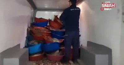 İstanbul’da yasa dışı avlanan 9 ton kalkan balığı ele geçildi | Video