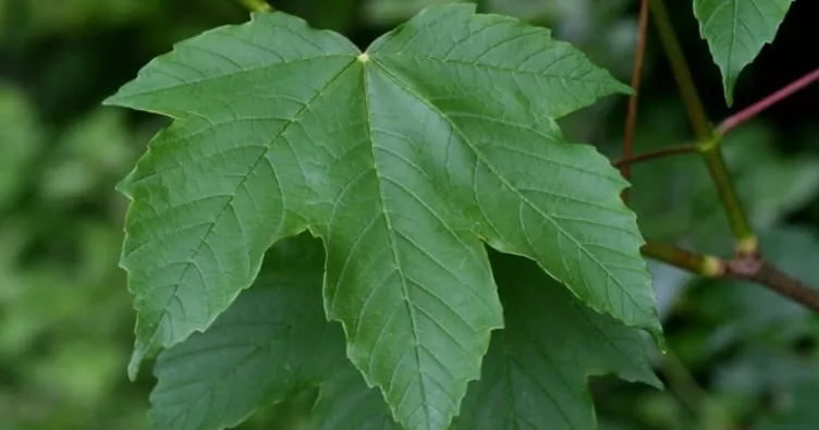 Çınar yaprağının faydaları nelerdir?