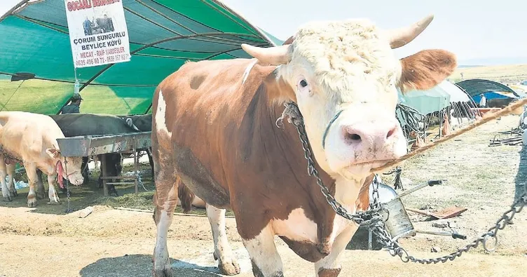 Kurban pazarının şampiyonu: PAŞA