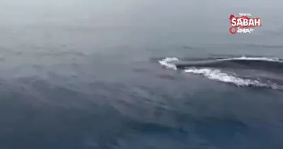 Akdeniz’de 15 metre uzunluğunda ’Oluklu Balina’ görüntülendi | Video
