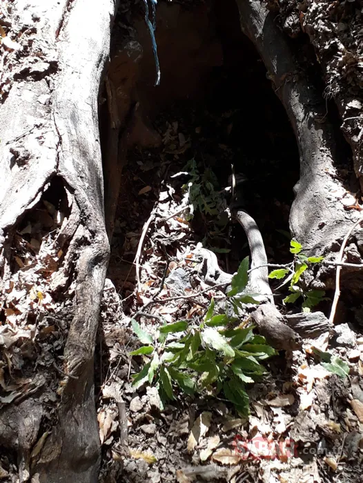 Siirt'te teröristlere ağır darbe