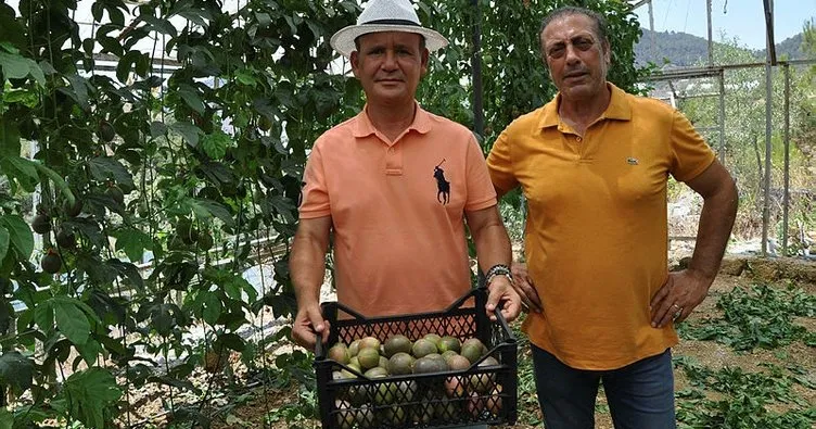 Gurbetçiler ilk passiflora hasadını yaptı! Market fiyatı şaşırtıyor