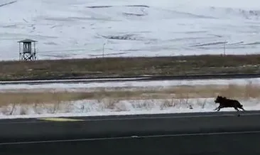 Kars’ta havalimanına giren kurt, görüntülendi