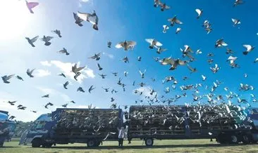5 bin posta güvercini yarışmada kayboldu