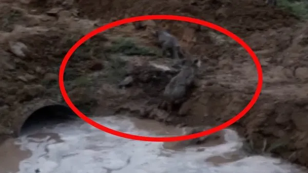 Sivas'ta sulama kanalından aniden çıkan 'kurt yavruları' şaşkınlık yaşattı | Video
