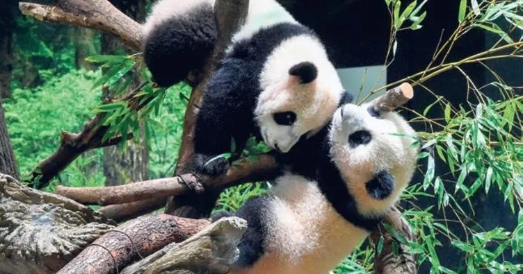 2 panda yavrusu ilk kez halkla buluştu