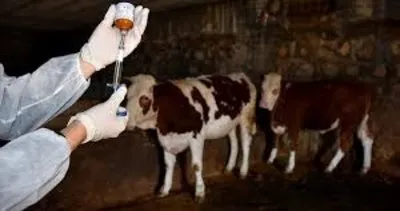 Bartın’da 6 yerleşim alanında şap hastalığı alarmı #bartin