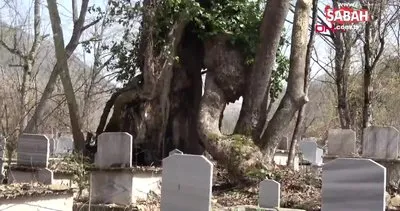 Üzerinde ’Allah’ yazan çınar, ’Mistik Anıt Ağaç’ olarak tescillendi | Video