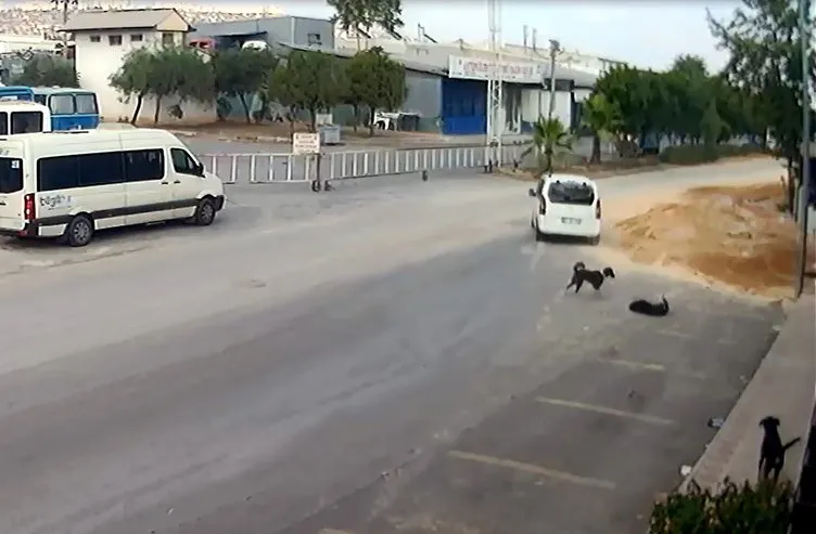 Antalya’da insanlık dışı olay: Bilerek köpeği ezip kaçtı