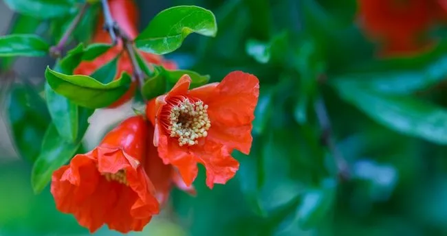 Nar Çiçeği Faydaları Nelerdir? Nar Çiçeği Ne İşe Yarar, Hangi Hastalıklara ve Neye İyi Gelir, Kimler Kullanamaz?