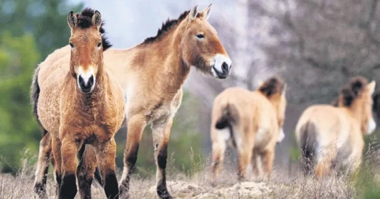 Çernobil’in atları