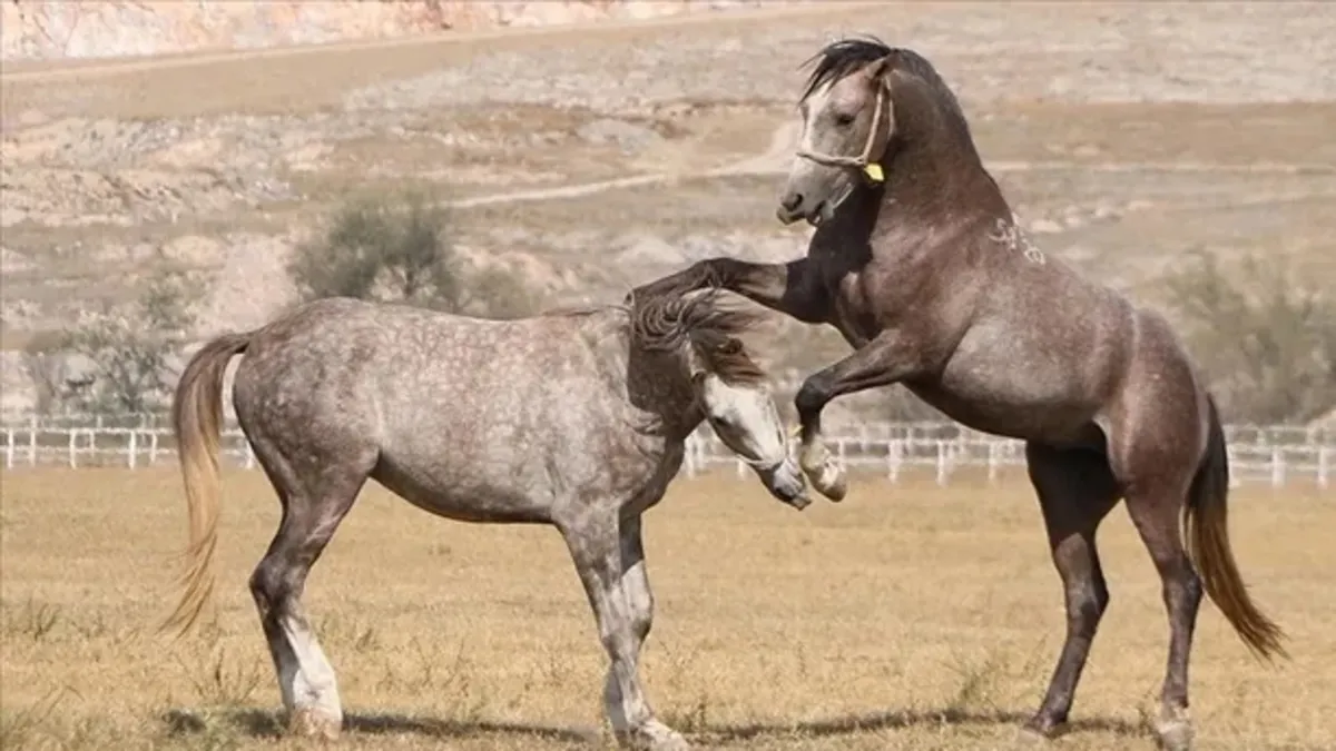 TİGEM 15 safkan Arap koşu tayı satacak
