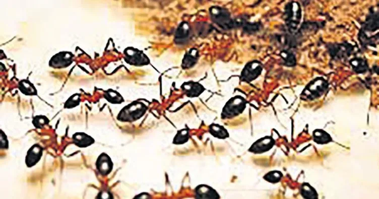 Tanesi 220 dolara karınca kaçırıyorlar