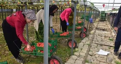 Anamur’da topraksız üretim dönemi başlatıldı #mersin