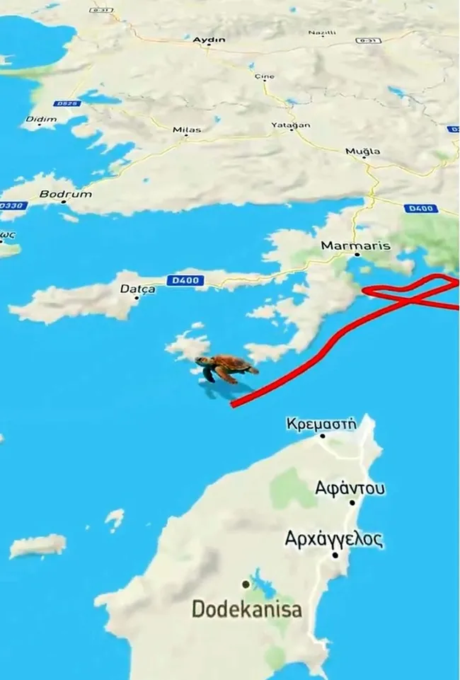 caretta-caretta-tuba-ikinci-dunya-turunda-5-ayda-10-bin-kilometre-yol-katetti-1768029786062.jpg