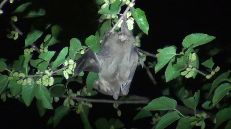 Son dakika: Adana'da ağaçta görülen yarasalar koronavirüs korkusu yaşattı