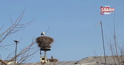 Iğdır’ın simgesi leylekler kış ayında şehri terk etmedi