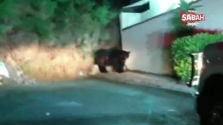 Meksika’da şehre inen devasa ayı korkuya neden oldu | Video