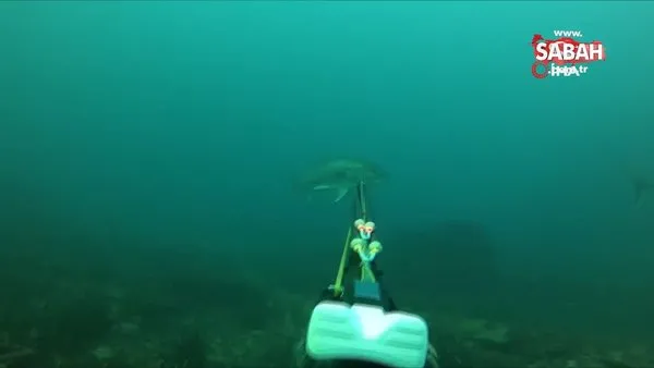 Çanakkale'de rekortmen dalgıç 27 kiloluk dev akyayı böyle avladı | Video