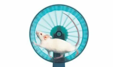Kör farelerde gen tedavisi mucizesi