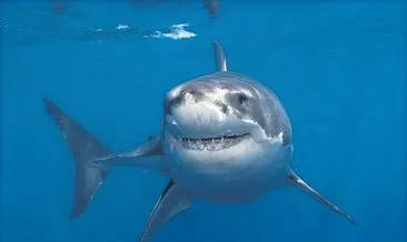 Köpek balığı yüzücü kalpten saldıran öldü