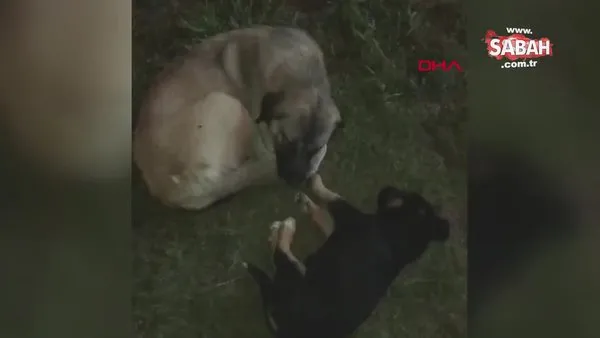 İzmir'de kan donduran görüntü: Yavru köpeğe çarpıp kaçtı | Video