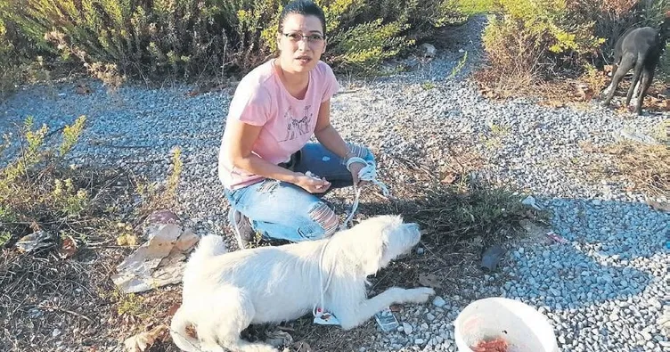 Can dostlara kıydılar