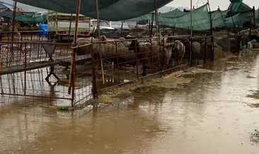 Çanakkale’de hayvan pazarı havuza döndü! Pazarcılar duruma isyan etti