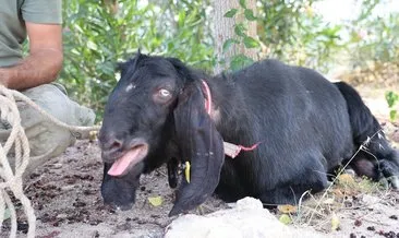 Kurbanlık keçi firar etti: 10 gün sonra böyle yakalandı! #adana