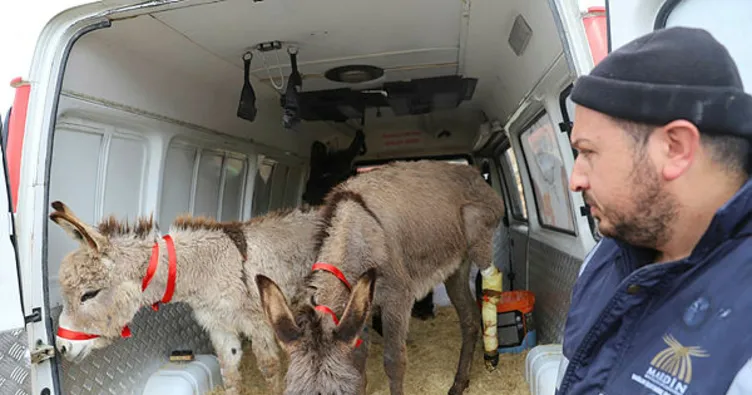 Eşekler İstanbul’da tedavi edilecek