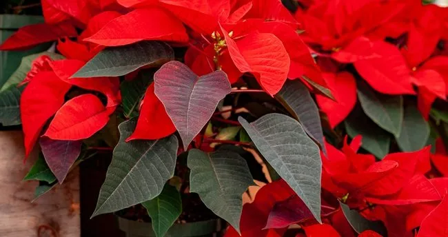 ataturk cicegi hikayesi ve bakimi ile