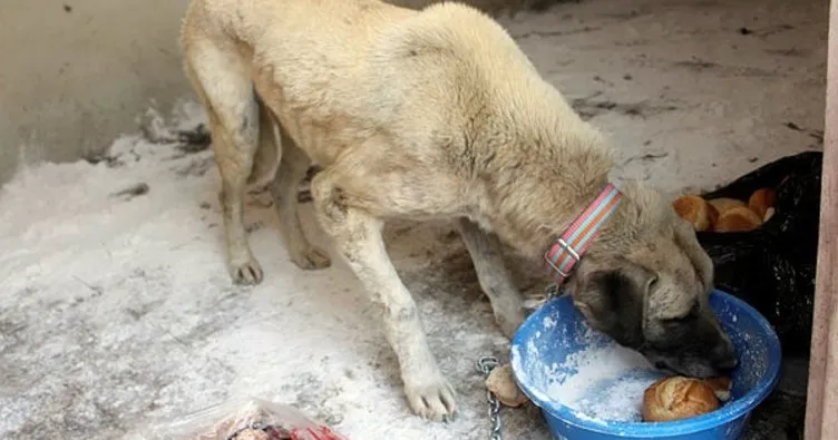 Belediye sokak köpeği için seferber oldu